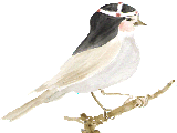 Picture: The Birgittine bird
